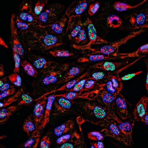 #3 Lab supply companies have been selling antibodies using manipulated images — Top 10 Ars Technica: Latest Tech News & Analysis — Aug 25, 2026