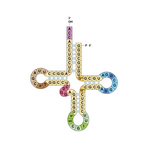 #2 Researchers get two genetic codes to work at the same time — Top 10 Ars Technica — Latest — August 26, 2026
