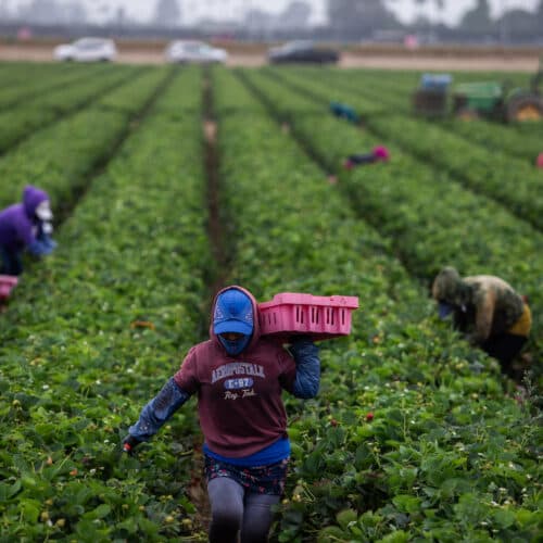 #8 As temperatures get hotter, pesticides are more dangerous to farmworkers — Top 10 Ars Technica — Latest — August 18, 2026