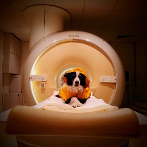 #6 Dogs can tell if you're scared or sad — Top 10 Ars Technica Stories This Week (Aug 10, 2026): Cheap EVs, Salmonella Recalls, SteamOS & AI Peer Review