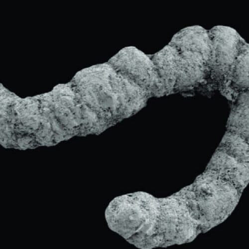 #6 Did poop enable the evolution of complex animals? — Top 10 Ars Technica — Latest — August 12, 2026