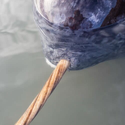 #6 X-rays add new twist to narwhal's spiral tusk — Top 10 Ars Technica — Latest — August 18, 2026
