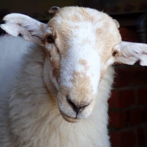 #8 Medieval manuscripts are "biological time capsules" for deadly sheeppox virus — Top 10 Ars Technica — Latest — September 6, 2026