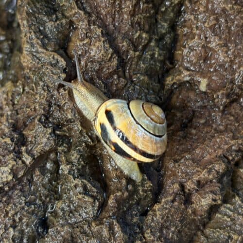 #10 How snails engineer their slime — Top 10 Ars Technica — Latest — August 8, 2026