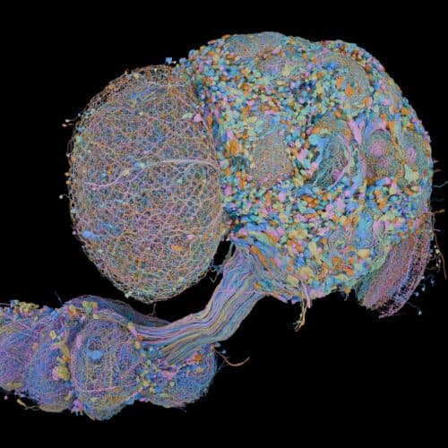 #2 Second complete map of a fruit fly brain completed — Top 10 Ars Technica — Latest — September 4, 2026