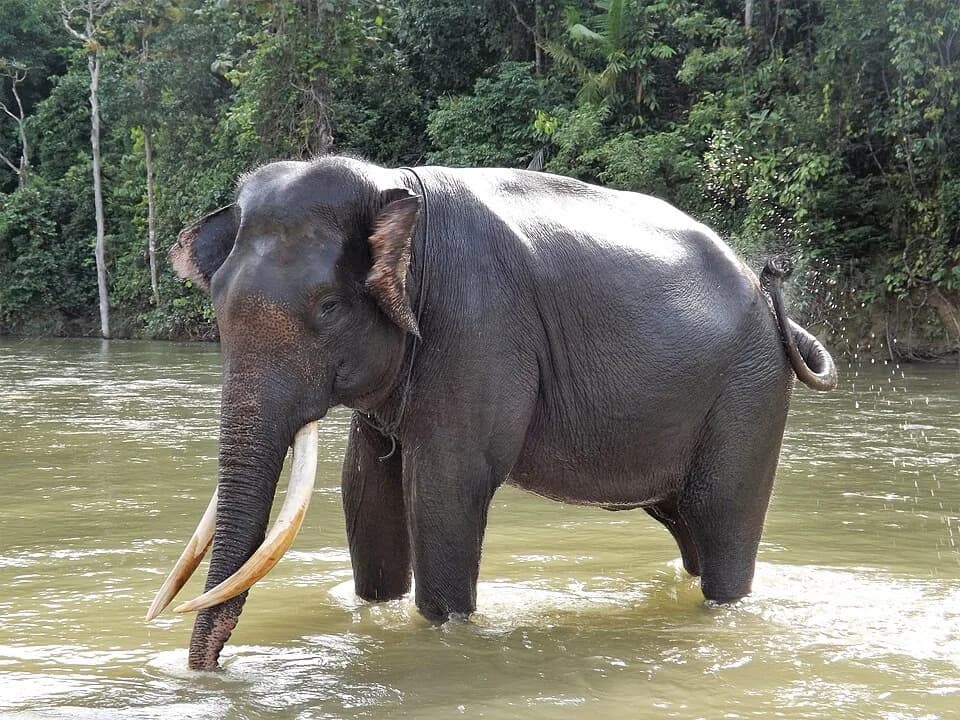 #10 Sumatran Elephant — Top 10 Most Endangered Species