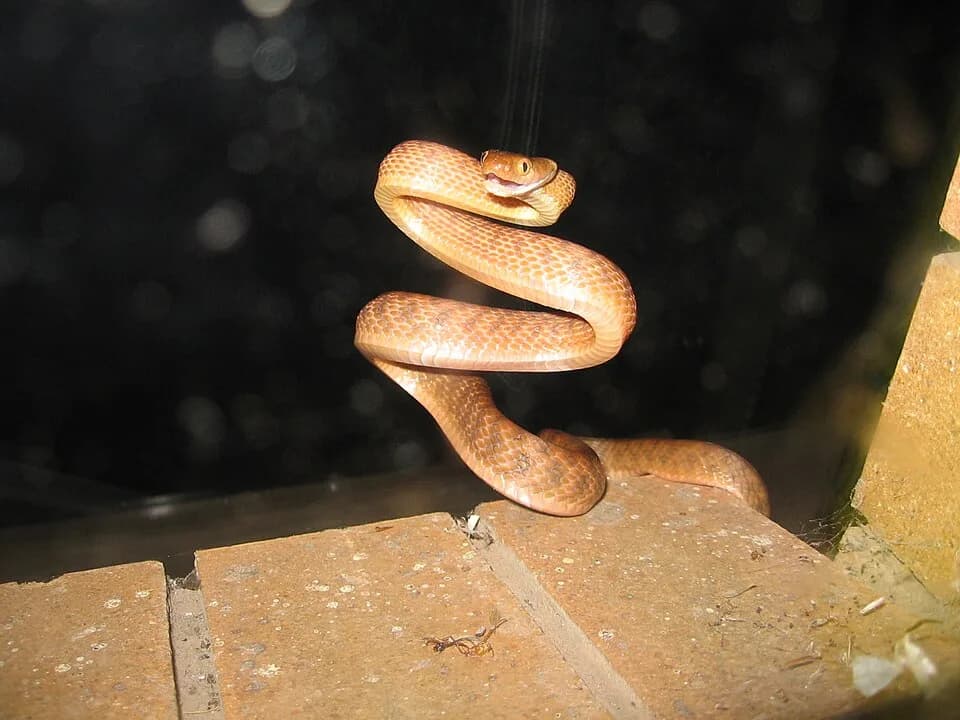 #6 Brown Tree Snake (Boiga irregularis) — Top 10 Worst Invasive Species