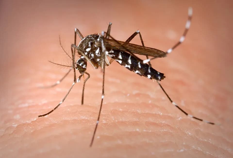 #2 Asian Tiger Mosquito (Aedes albopictus) — Top 10 Worst Invasive Species