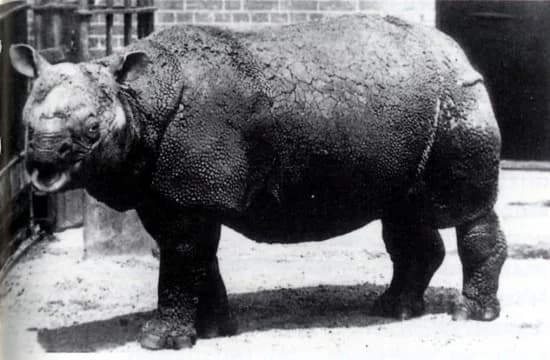 #1 Javan Rhinoceros — Top 10 Most Endangered Species