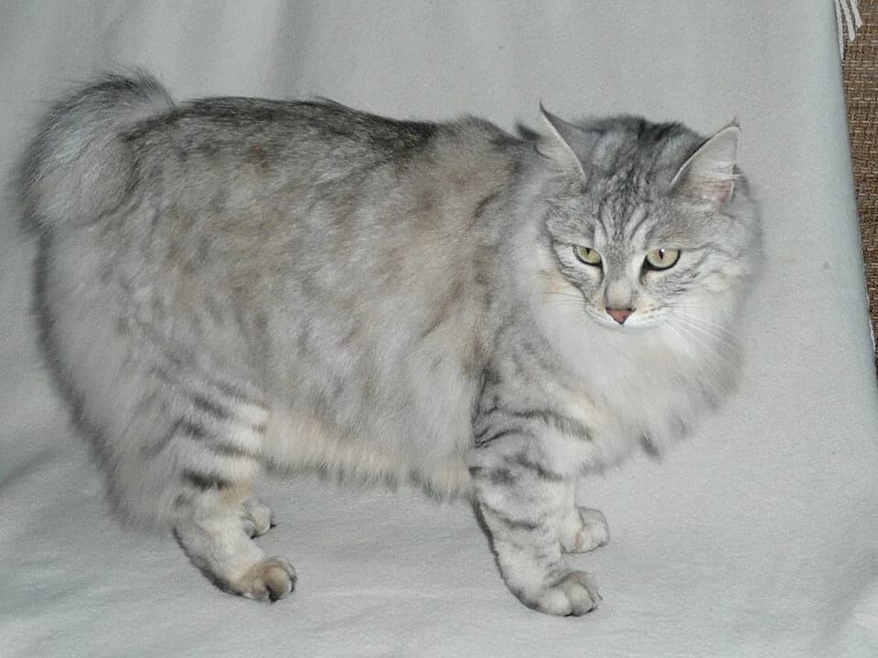 #1 Kurilian — Top Cat Breeds — Top Rated