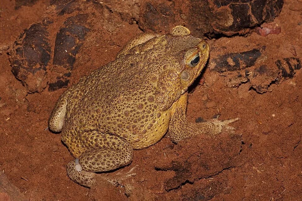 #1 Cane Toad (Rhinella marina) — Top 10 Worst Invasive Species