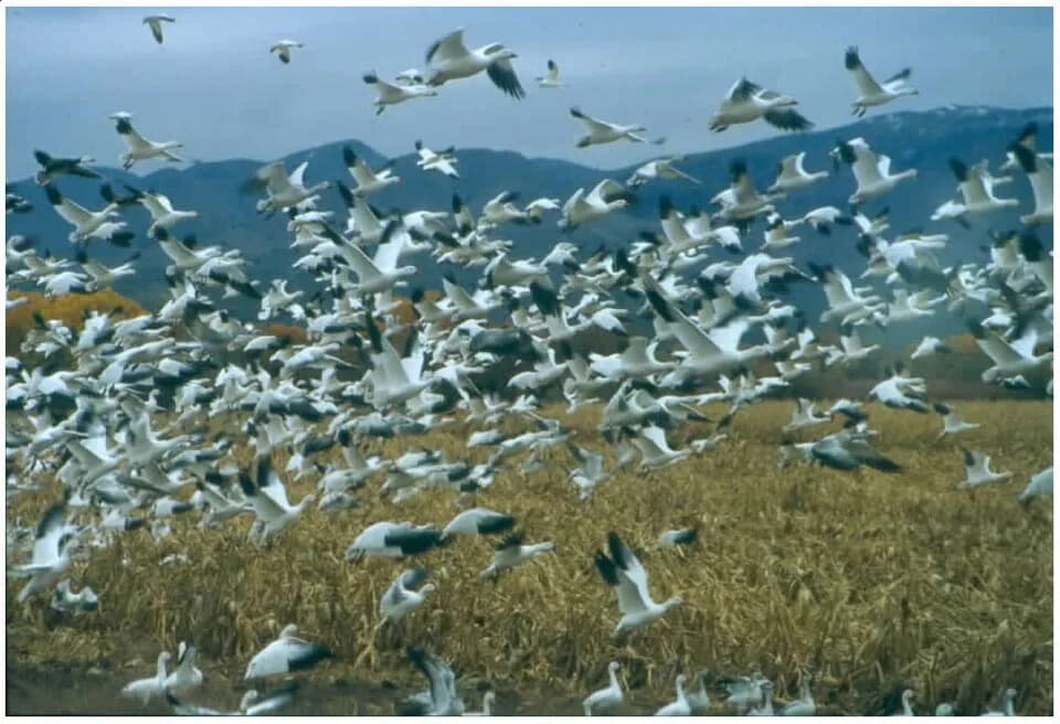 #8 Bosque del Apache, New Mexico, United States — Top 10 Best Birdwatching Destinations