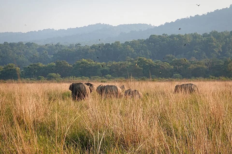 #1 Jim Corbett National Park — Top 10 Wildlife Sanctuaries in India 2026