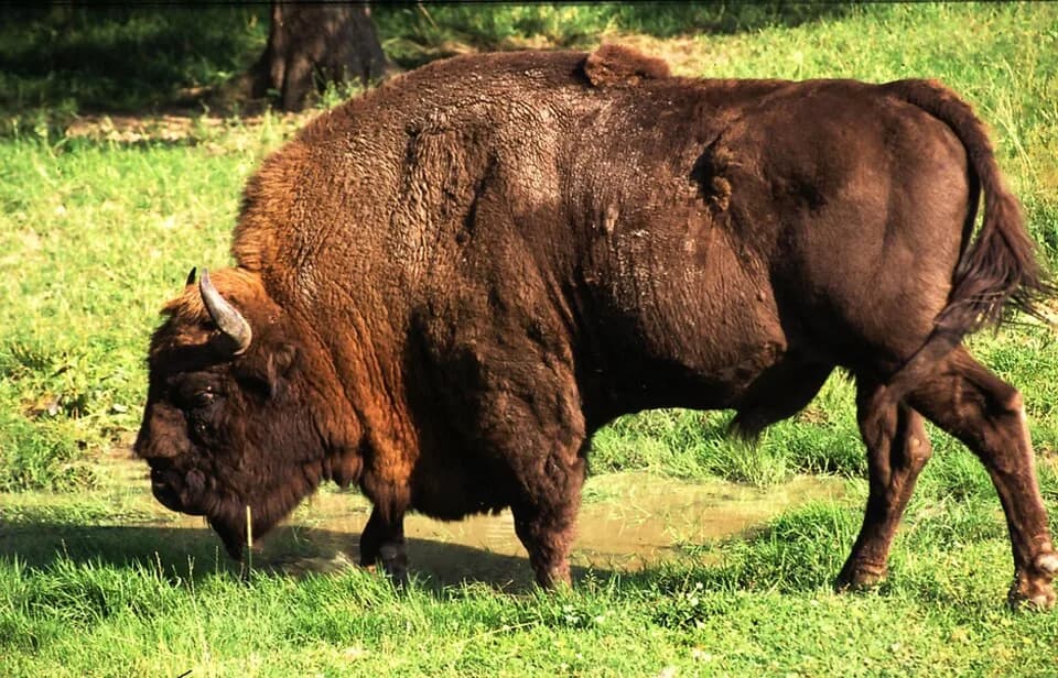 #5 Białowieża Forest, Poland/Belarus — Top 10 Most Beautiful Forests in the World to Visit in 2026