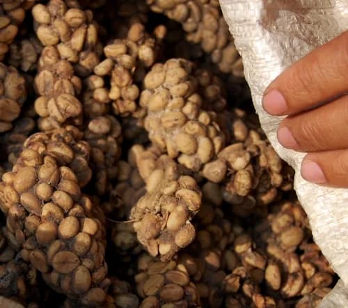#4 Kopi Luwak — Top 10 Indonesian Coffees in 2026