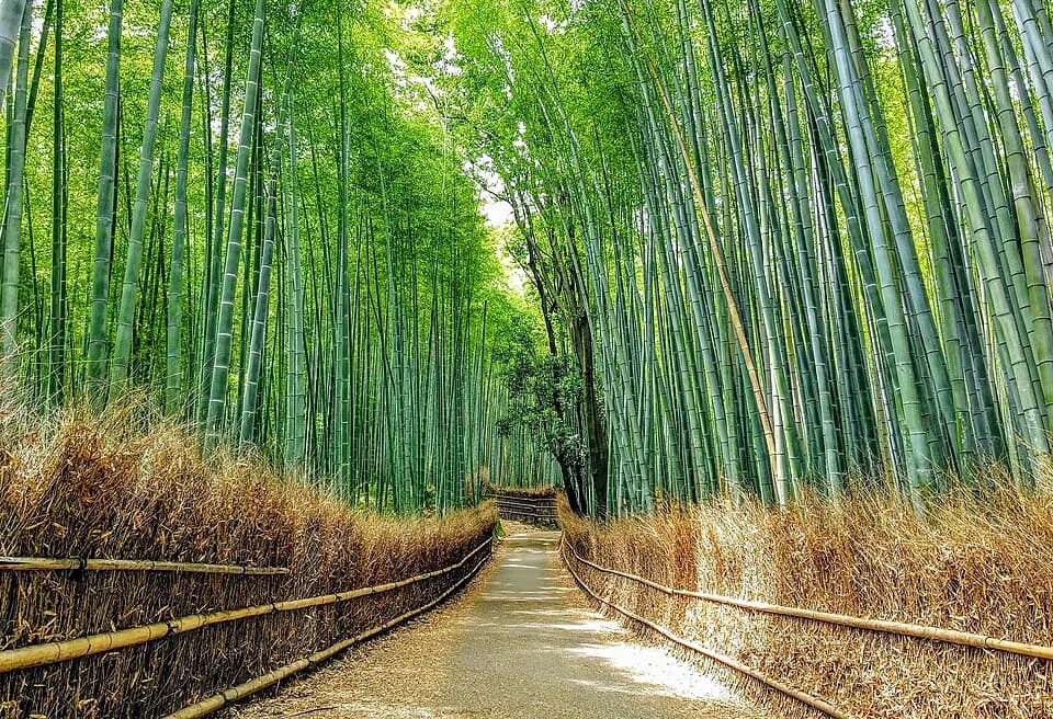 #4 Arashiyama Bamboo Grove, Japan — Top 10 Most Beautiful Forests in the World to Visit in 2026