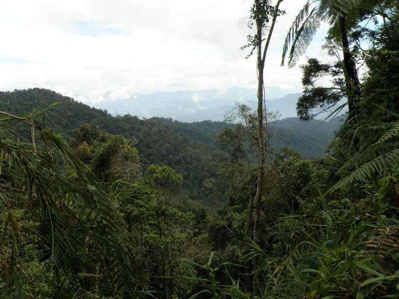 #6 Maxwell Hill (Bukit Larut), Perak — Top 10 Malaysian Highland Destinations in 2026