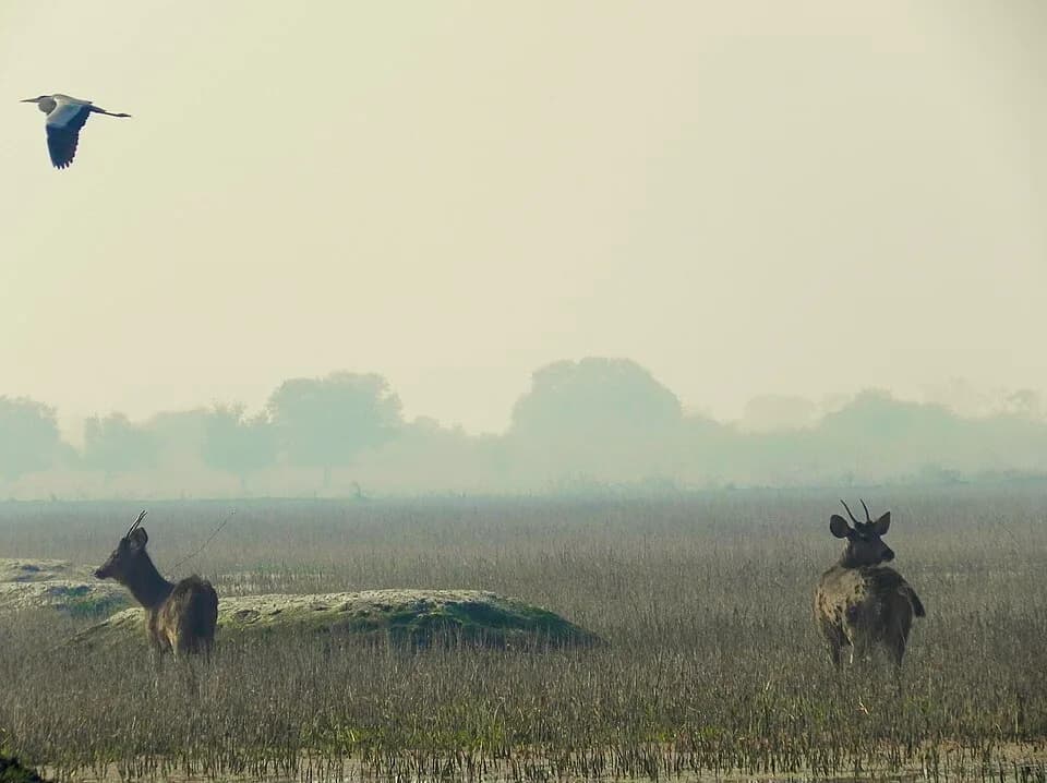 #3 Bharatpur Bird Sanctuary, India — Top 10 Best Birdwatching Destinations
