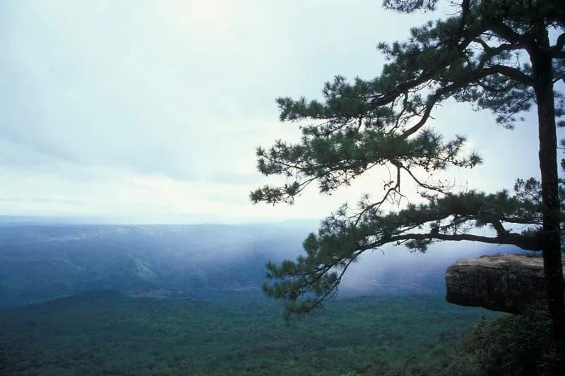 #8 Phu Kradueng National Park — Top 10 National Parks in Thailand in 2026