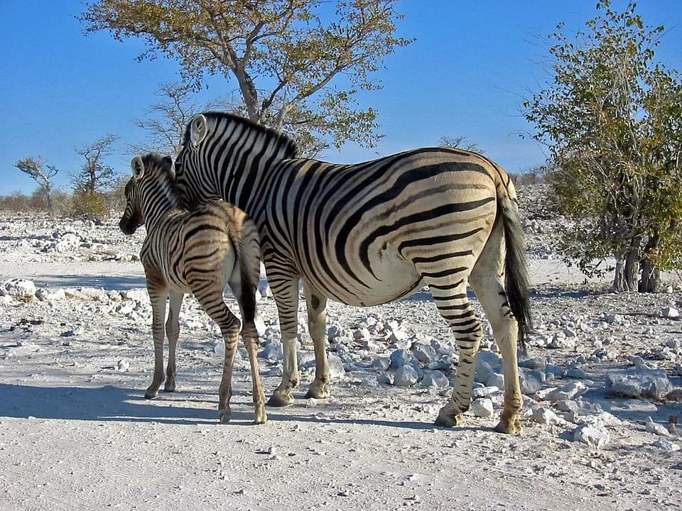 #6 Etosha National Park, Namibia — Top 10 Best Wildlife Safari Destinations