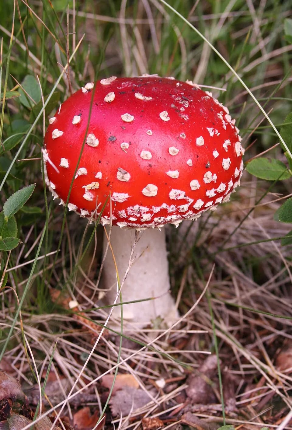 #2 Mushrooms — Top 10 Best Pizza Toppings According to the World