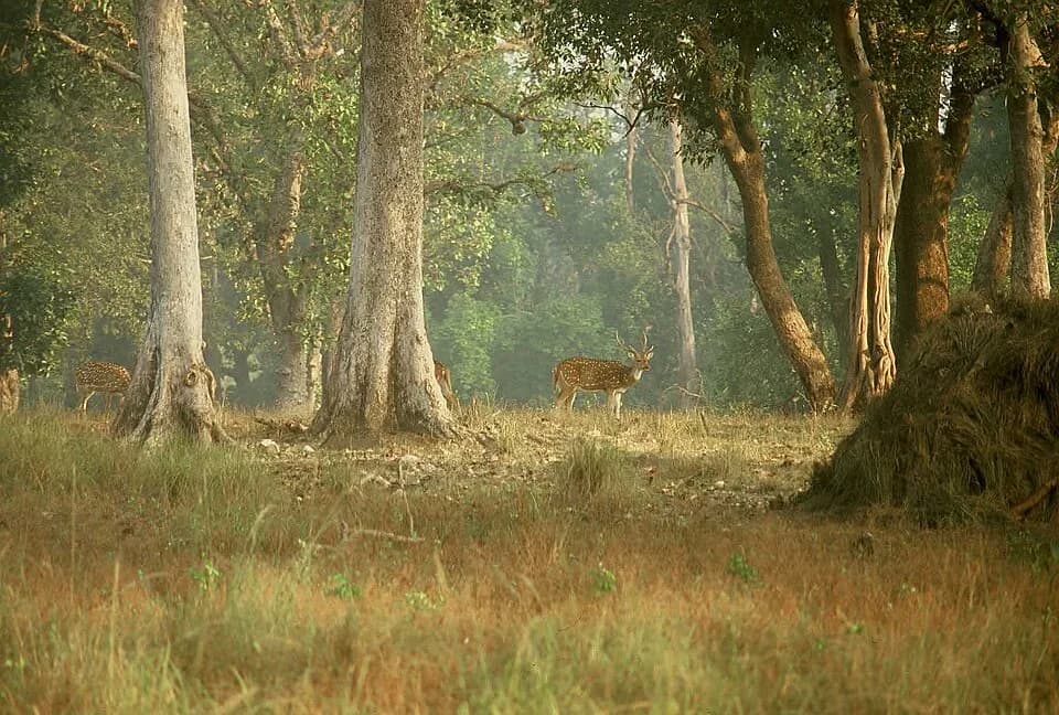 #8 Kanha National Park — Top 10 Wildlife Sanctuaries in India 2026