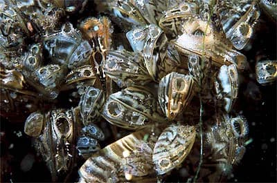 #4 Zebra Mussel (Dreissena polymorpha) — Top 10 Worst Invasive Species