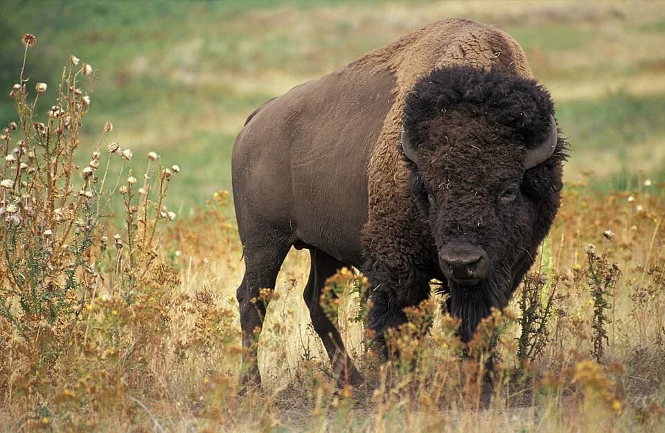 #10 Bison (American Buffalo) — Top 10 Best Protein Sources Ranked