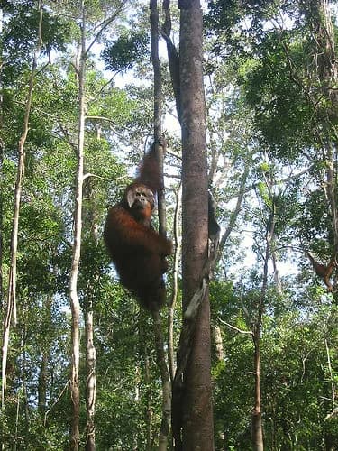 #3 Tanjung Puting National Park — Top 10 Indonesian National Parks in 2026