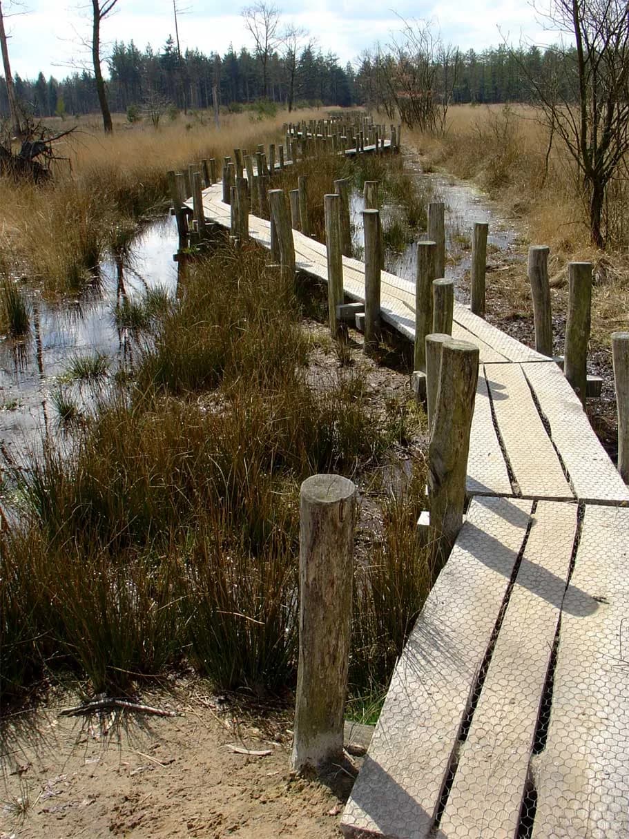 #9 Dwingelderveld National Park — Top 10 Must-Visit Nature Reserves in the Netherlands for 2026