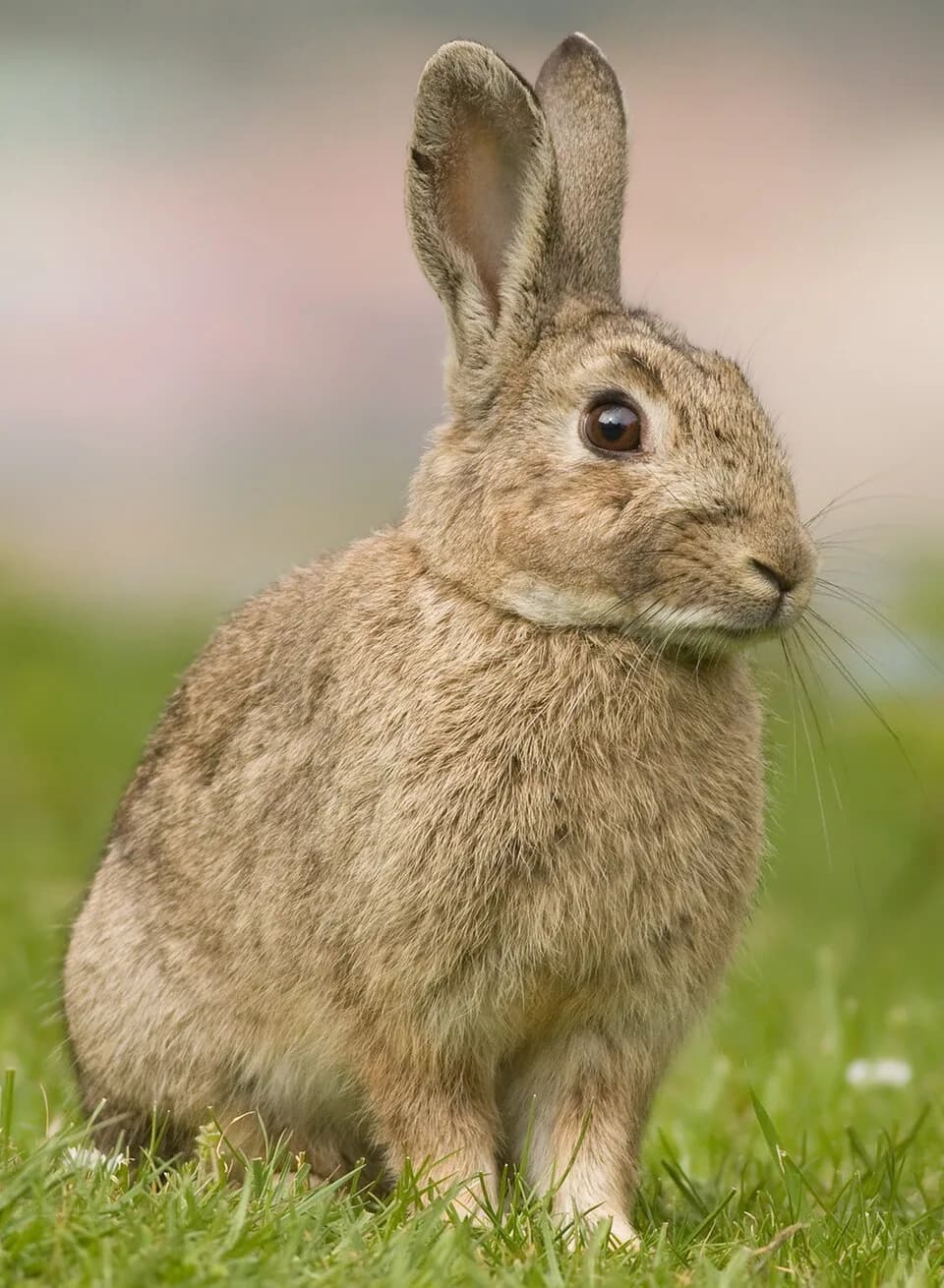 #8 European Rabbit (Oryctolagus cuniculus) — Top 10 Worst Invasive Species