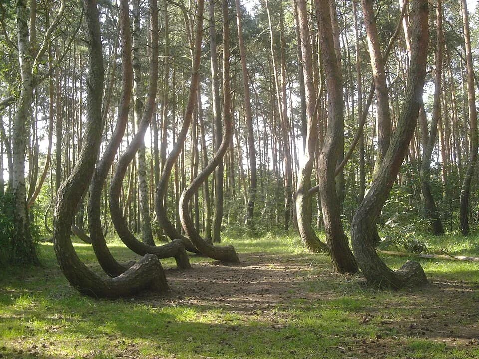 #6 Crooked Forest, Poland — Top 10 Most Beautiful Forests in the World to Visit in 2026