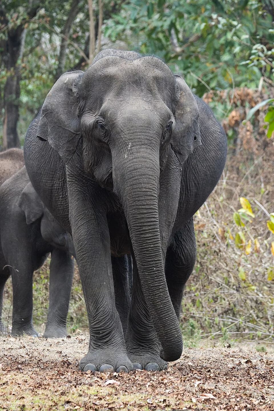 #9 Nagarhole National Park — Top 10 Wildlife Sanctuaries in India 2026
