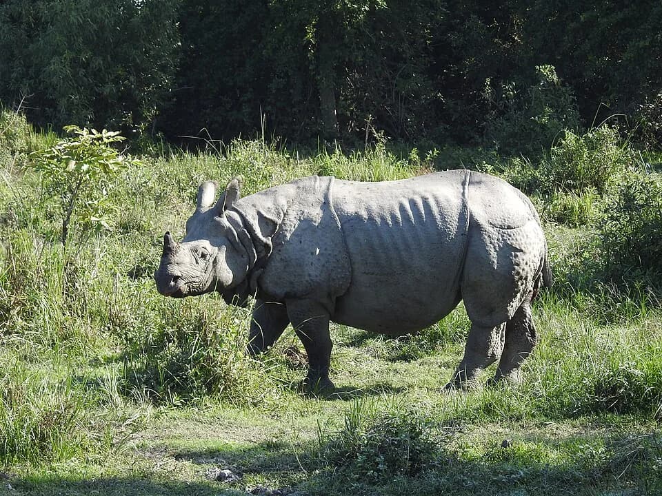 #3 Kaziranga National Park — Top 10 Wildlife Sanctuaries in India 2026