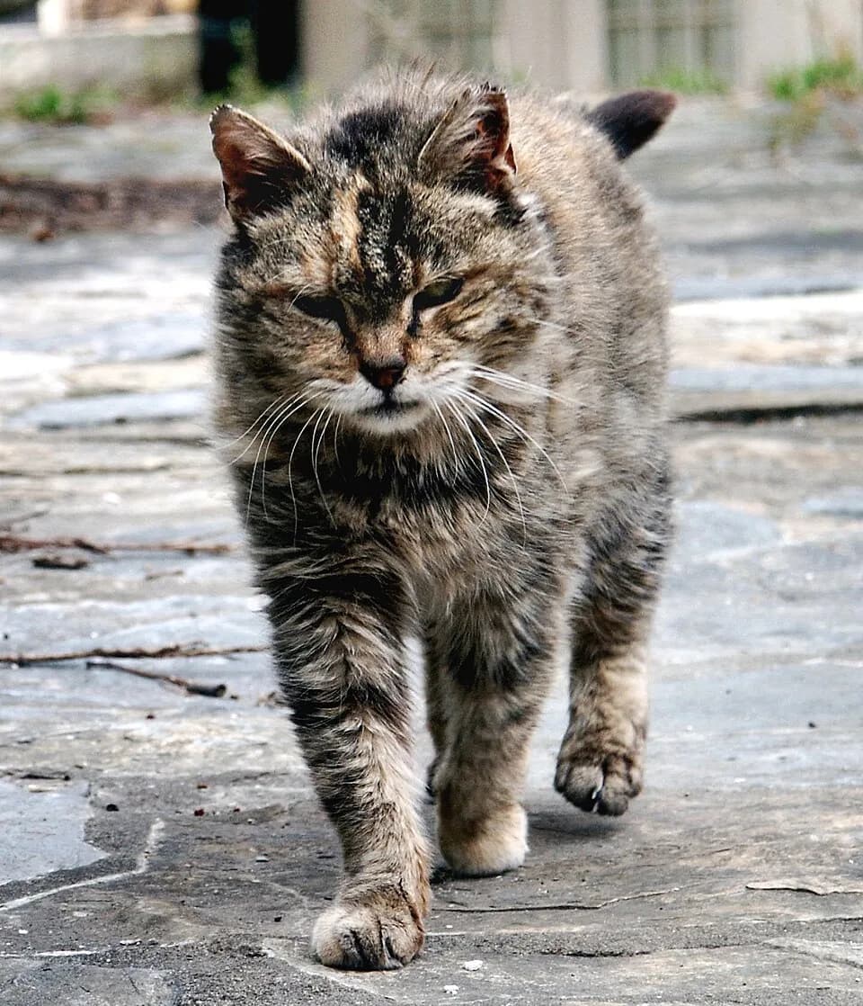 #10 Feral Cat (Felis catus) — Top 10 Worst Invasive Species