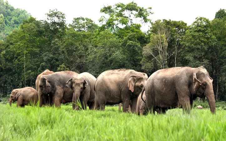 #4 Elephant Nature Park — Top 10 Chiang Mai Experiences in 2026