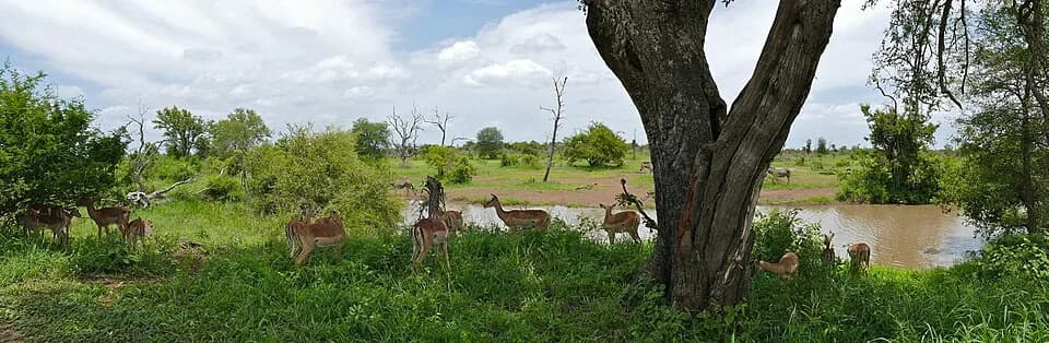 #3 Kruger National Park, South Africa — Top 10 Greatest Safari Destinations in Africa