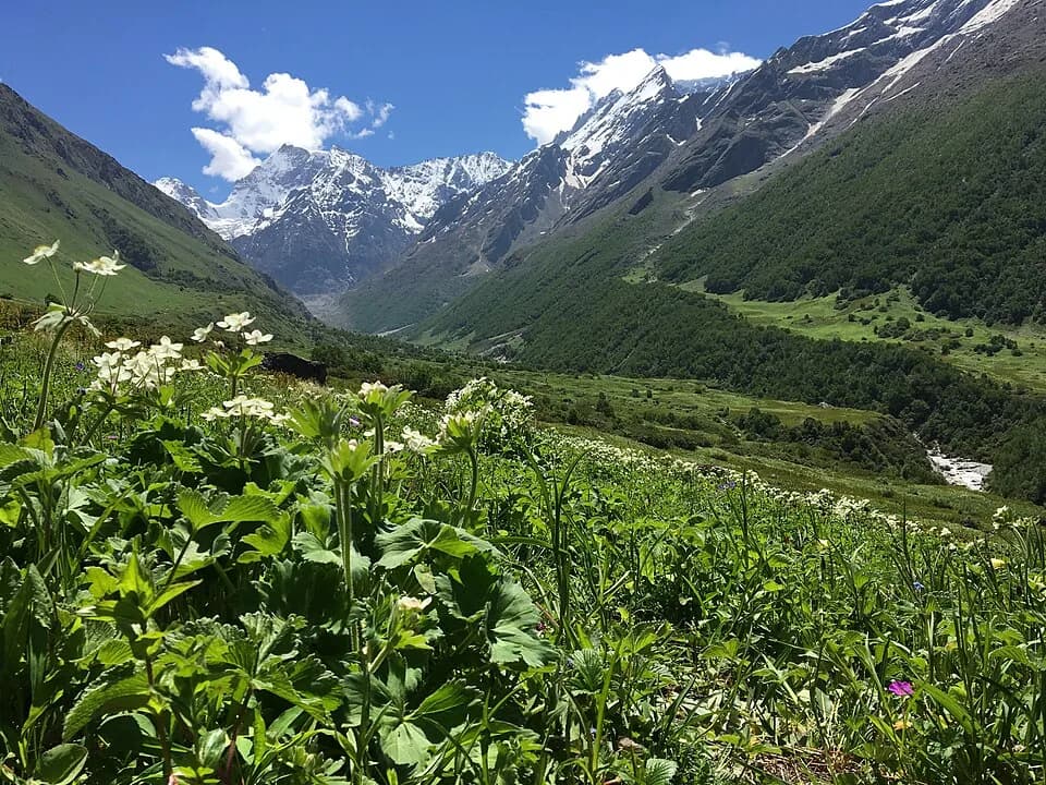 #10 Valley of Flowers National Park — Top 10 Wildlife Sanctuaries in India 2026