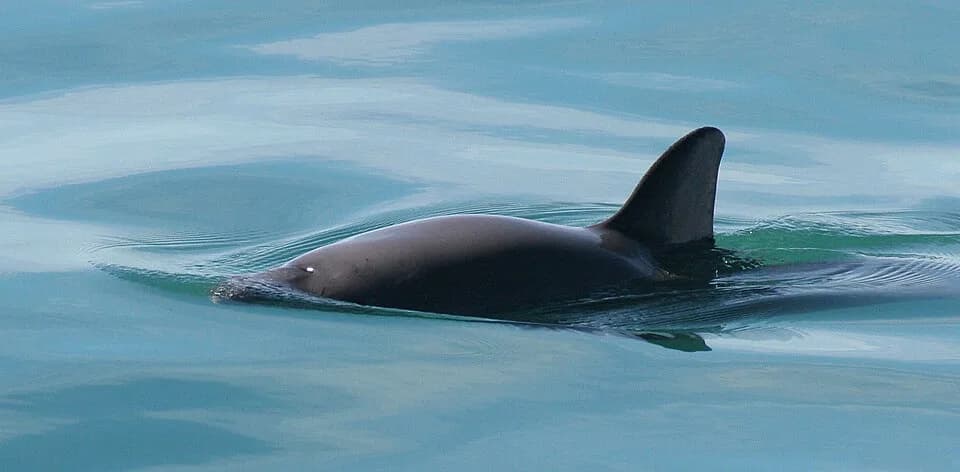 #5 Vaquita — Top 10 Most Endangered Species