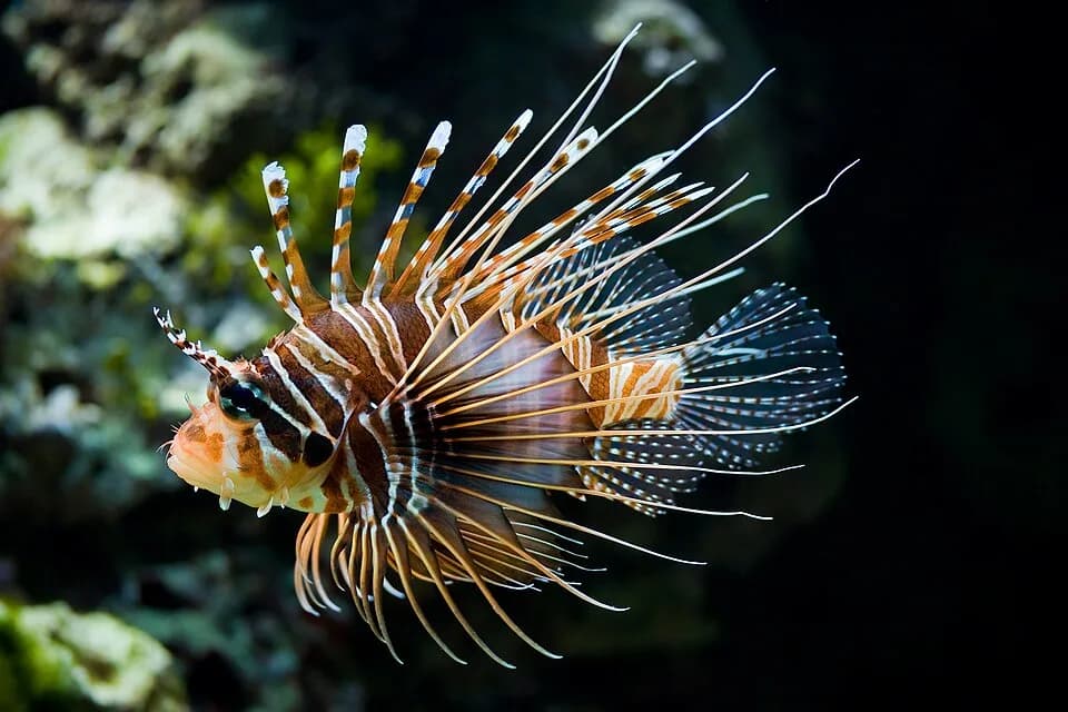 #7 Lionfish (Pterois volitans) — Top 10 Worst Invasive Species