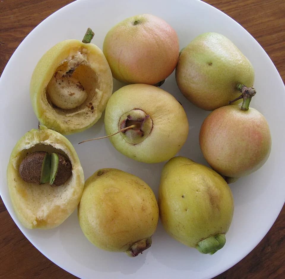 #10 Rose Apple (Chomphu) — Top 10 Thai Fruits You Must Try in 2026