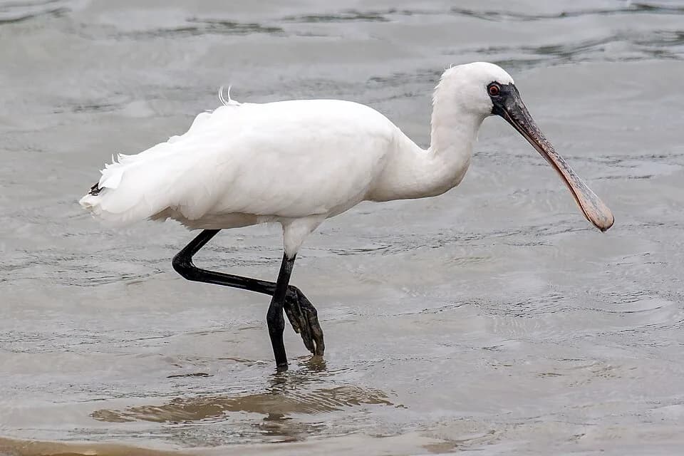 #3 Black-Faced Spoonbill, Taijiang — Top 10 Wildlife Encounters in Taiwan in 2026