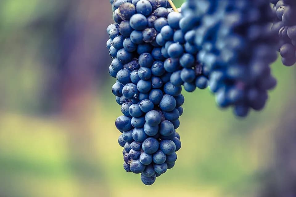 #10 Lambrusco — Top 10 Italian Wines in 2026