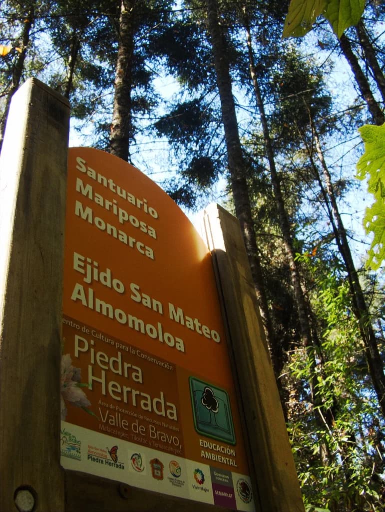 #2 Monarch Butterfly Biosphere Reserve — Top 10 Mexican Biodiversity Hotspots