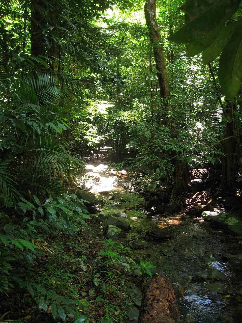 #2 Daintree Rainforest, Australia — Top 10 Most Beautiful Forests in the World to Visit in 2026