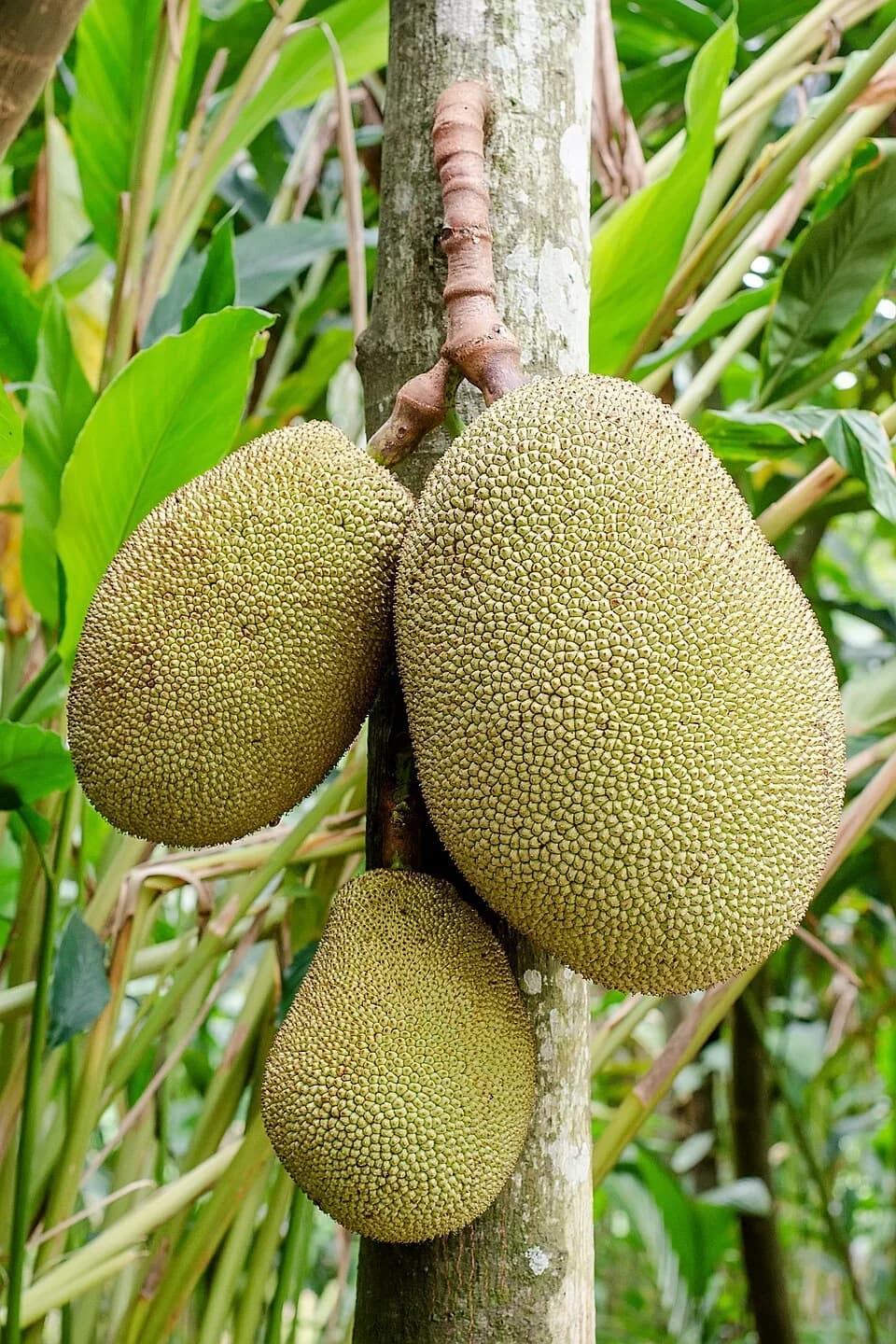 #9 Jackfruit (Khanun) — Top 10 Thai Fruits You Must Try in 2026