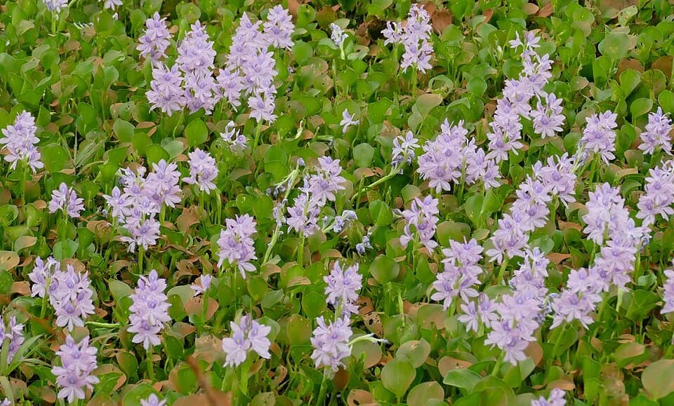 #9 Water Hyacinth (Eichhornia crassipes) — Top 10 Worst Invasive Species