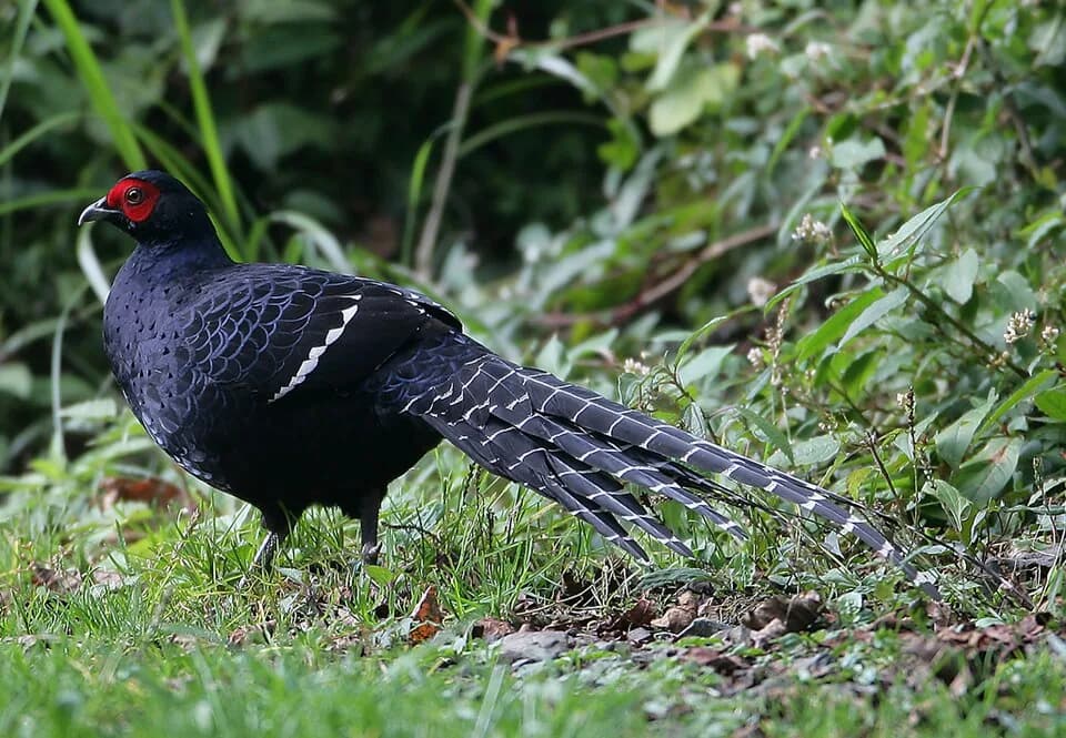 #6 Mikado Pheasant — Top 10 Wildlife Encounters in Taiwan in 2026