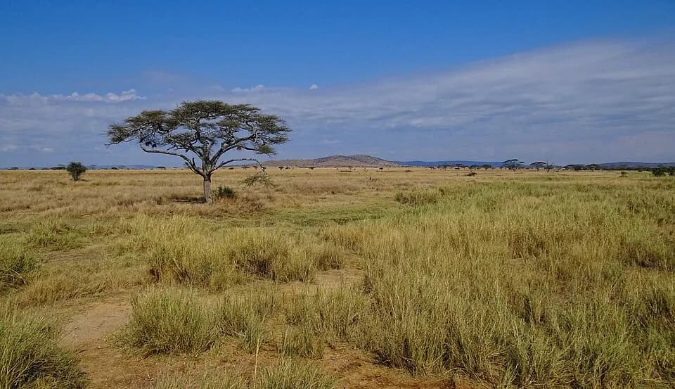 #1 Serengeti National Park, Tanzania — Top 10 Greatest Safari Destinations in Africa