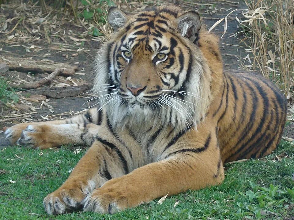 #5 Sumatran Tigers — 10 Iconic Indonesian Wildlife Encounters You Must See (Komodo, Orangutans, Raja Ampat)